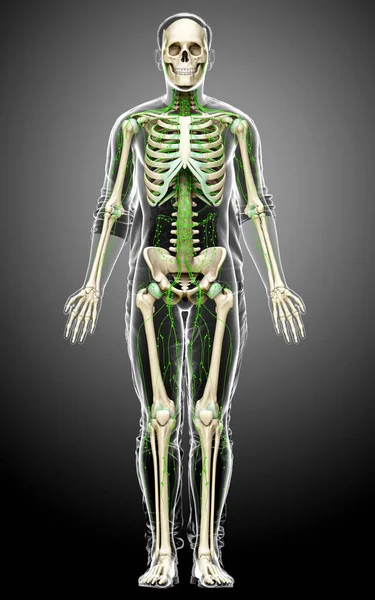 3D, erkek lenf sisteminin tıbben doğru bir çizimi.