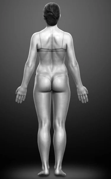 Znázornění Ženského Těla — Stock fotografie