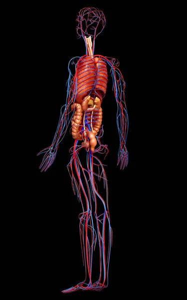 Gerenderte Medizinisch Korrekte Darstellung Weiblicher Organe Und Des Kreislaufsystems — Stockfoto