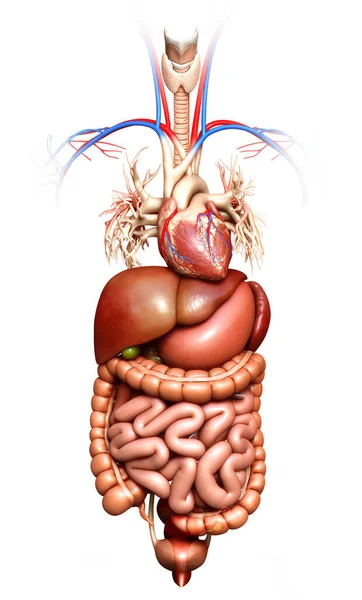 Gerenderte Medizinisch Genaue Darstellung Von Verdauungssystem Und Herz — Stockfoto