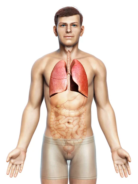 Illustration Médicalement Exacte Une Anatomie Pulmonaire Masculine — Photo