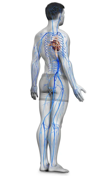 Gerenderte Medizinisch Korrekte Darstellung Einer Männlichen Venenanatomie — Stockfoto