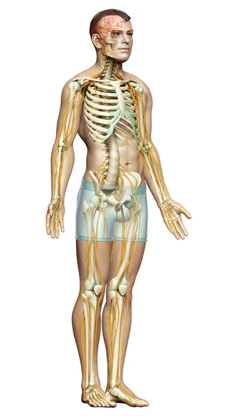 Rendered Medically Accurate Illustration Nervous System Skeleton System — Stock Photo, Image