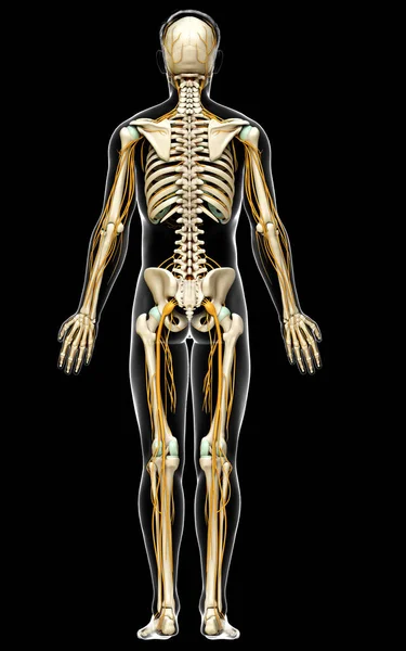 Оказана Медицинская Точная Иллюстрация Нервной Системы Скелетной Системы — стоковое фото