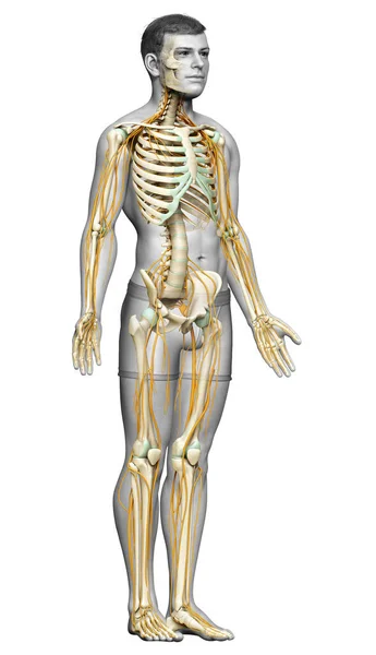 Renderizado Ilustración Médicamente Precisa Del Sistema Nervioso Sistema Esquelético —  Fotos de Stock