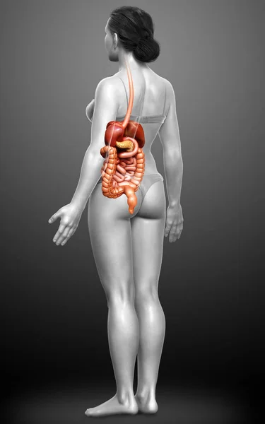 Rendu Illustration Médicalement Exacte Système Digestif Féminin — Photo