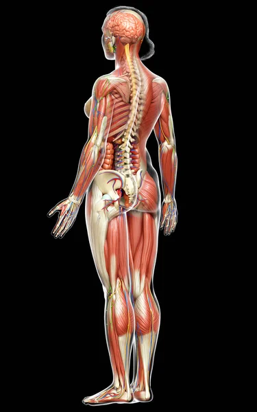 Görs Medicinskt Korrekt Den Kvinnliga Anatomin — Stockfoto