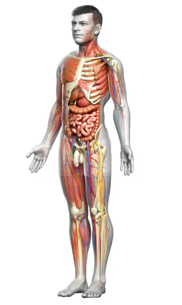 Resi Medicalmente Accurati Dell Anatomia Maschile — Foto Stock