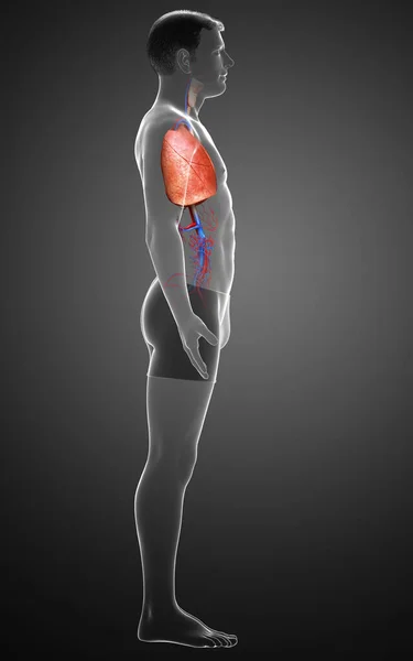 Rendered Medically Accurate Illustration Male Lung Anatomy — Stock Photo, Image