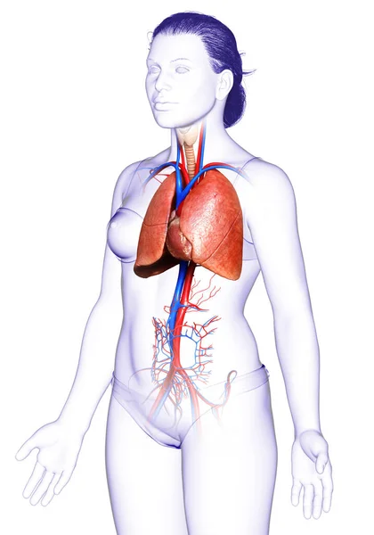 Rendered Medically Accurate Illustration Female Lung Anatomy — Stock Photo, Image