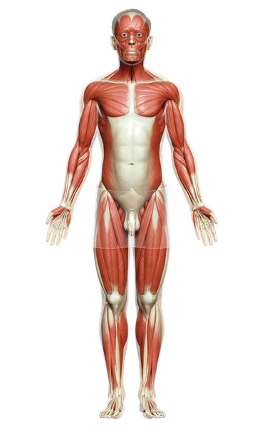 Rendered Medically Accurate Illustration Male Muscle System — Stock Photo, Image