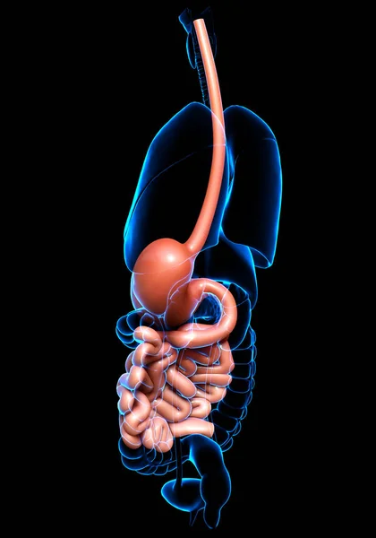 Renderizado Ilustração Medicamente Precisa Estômago Intestino Delgado — Fotografia de Stock