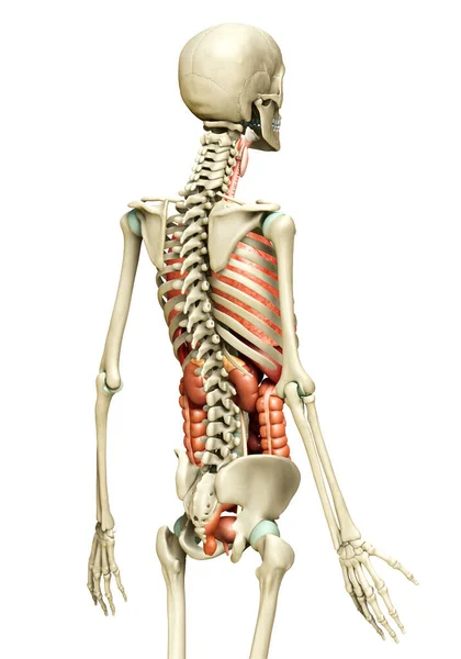 Rendu Illustration Médicalement Précise Des Organes Internes Système Squelettique — Photo