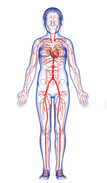 Renderizado Ilustración Médicamente Precisa Las Arterias Muchacha Joven —  Fotos de Stock
