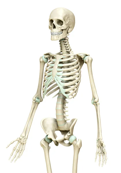 Renderowana Medycznie Dokładna Ilustracja Układu Szkieletowego — Zdjęcie stockowe