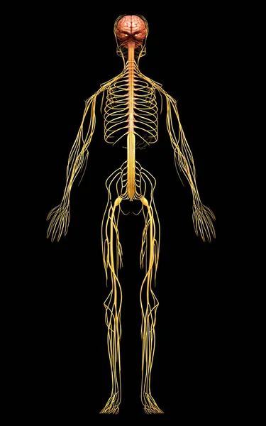 Renderizado Ilustração Medicamente Precisa Sistema Nervoso — Fotografia de Stock