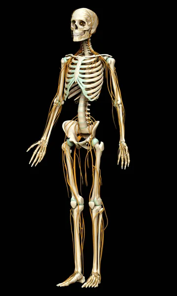 3D对神经系统和骨骼系统进行了精确的医学描述 — 图库照片