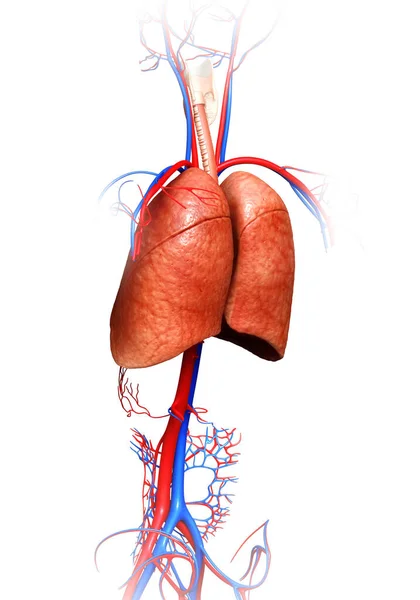 Üretilmiş Akciğer Anatomisinin Tıbben Doğru Bir Örneği — Stok fotoğraf