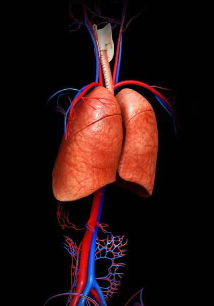 Renderizado Ilustración Médicamente Precisa Una Anatomía Pulmonar — Foto de Stock