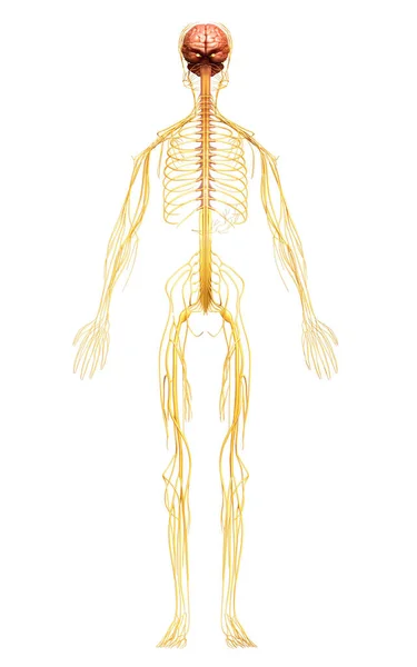 Renderowane Medycznie Dokładna Ilustracja Układu Nerwowego — Zdjęcie stockowe