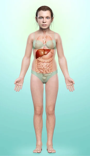 Rendered Medically Accurate Illustration Young Girl Liver Anatomy — Stock Photo, Image