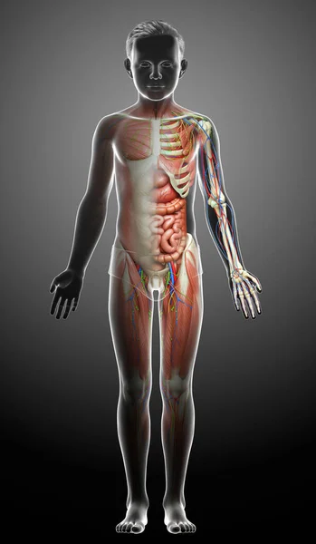 3d rendered medically accurate of the male anatomy