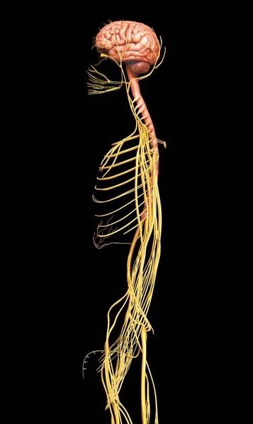 Renderizado Ilustración Médicamente Precisa Del Sistema Nervioso — Foto de Stock