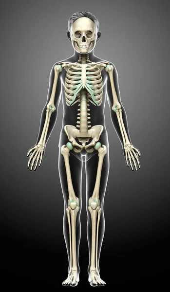 3Dレンダリングされた若い男の子の骨格系の医学的に正確なイラスト — ストック写真