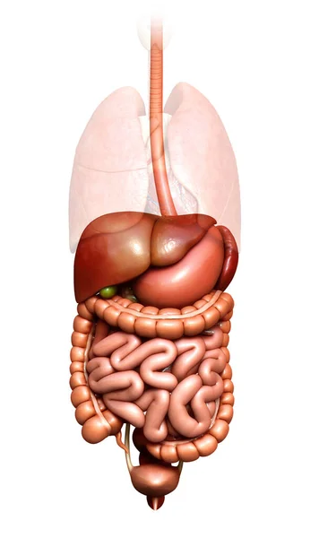 Renderizado Ilustración Médicamente Precisa Del Sistema Digestivo —  Fotos de Stock