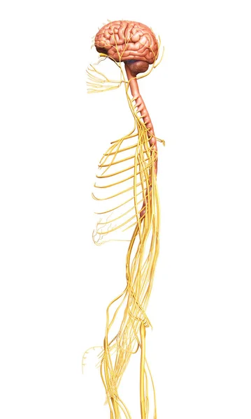 Renderizado Ilustração Medicamente Precisa Sistema Nervoso — Fotografia de Stock