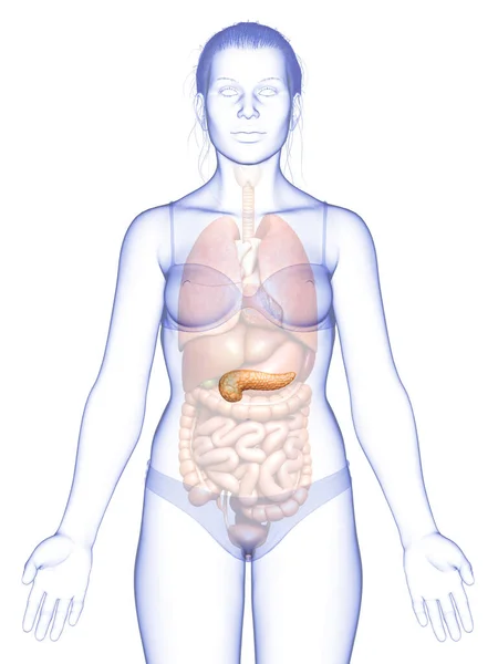 3Dレンダリングされた女性の膵臓の医学的に正確なイラスト — ストック写真