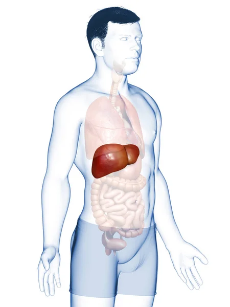 Utförd Medicinskt Korrekt Illustration Manlig Leveranatomi — Stockfoto