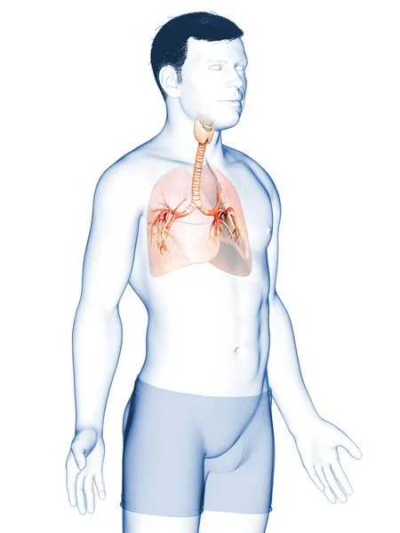 呼吸系统咽喉气管部的三维图解 — 图库照片
