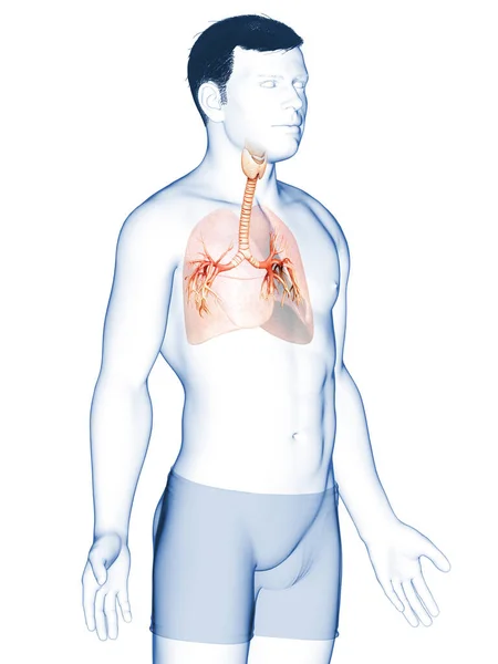 Illustration Der Kehlkopftrachea Bronchi Teil Des Respiratorischen Systems — Stockfoto