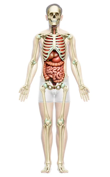 3D对男性内脏器官和骨骼系统进行了精确的医学描述 — 图库照片