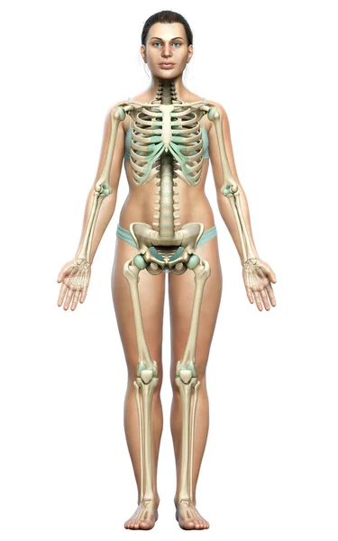 Rendered Medically Accurate Illustration Female Skeleton System — Stock Photo, Image