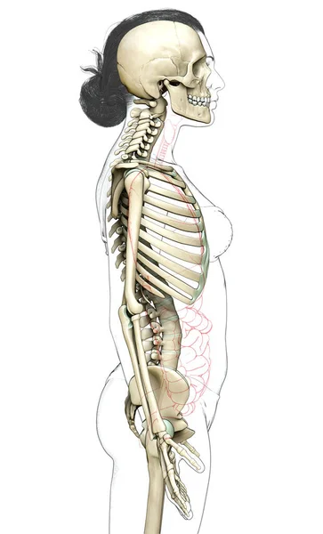 Gerenderte Medizinisch Korrekte Darstellung Eines Weiblichen Skelettsystems — Stockfoto