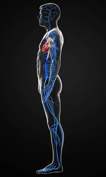 Gjorde Medicinskt Korrekt Illustration Manlig Vener Anatomi — Stockfoto