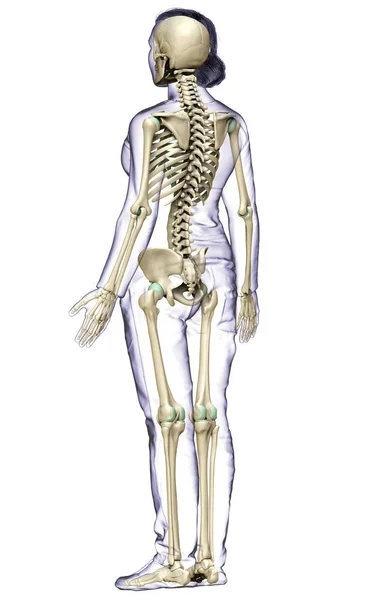 Weergegeven Medisch Nauwkeurige Illustratie Van Een Vrouwelijk Skelet Systeem — Stockfoto