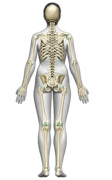 Utförd Medicinskt Korrekt Illustration Ett Kvinnligt Skelettsystem — Stockfoto