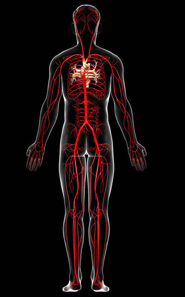 3d оказана медицинская точная иллюстрация мужских артерий
