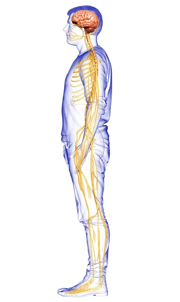 3D对男性神经系统进行了精确的医学描述 — 图库照片