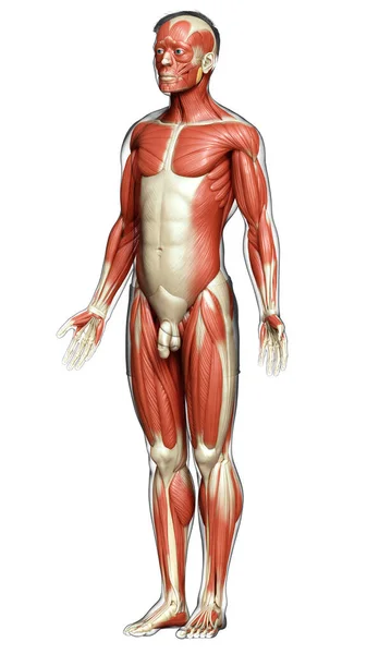 Rendered Medically Accurate Illustration Male Muscle System — Stock Photo, Image