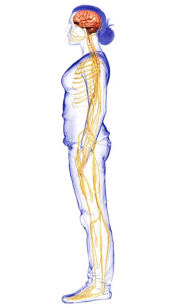 Reso Illustrazione Medicalmente Esatta Sistema Nervoso Femminile — Foto Stock