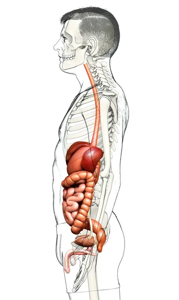 Görs Medicinskt Korrekt Illustration Manliga Matsmältningssyste — Stockfoto