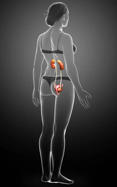 Rendered Medically Accurate Illustration Female Kidneys — Stock Photo, Image