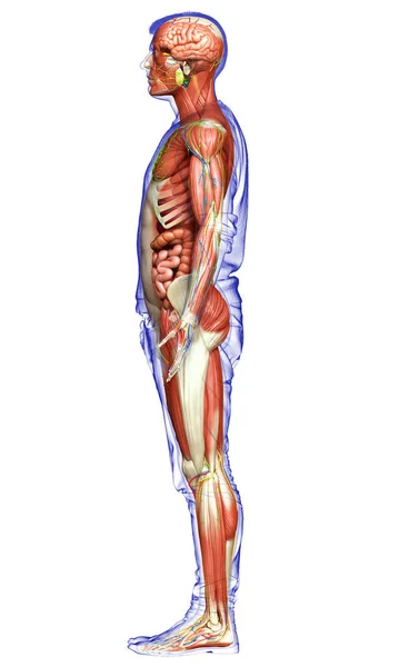 Hecho Médicamente Exacto Anatomía Masculina — Foto de Stock