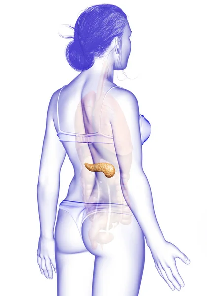 Рендеринг Медицинская Точная Иллюстрация Женской Поджелудочной Железы — стоковое фото