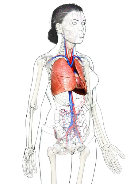 Renderizado Ilustração Medicamente Precisa Uma Anatomia Pulmonar Feminina — Fotografia de Stock