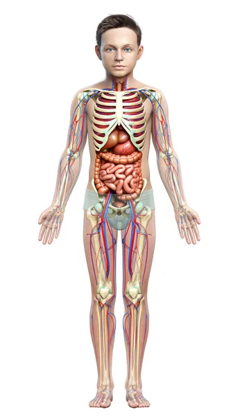 Rendered Medically Accurate Illustration Boy Internal Organs Skeleton Circulatory System — Stock Photo, Image